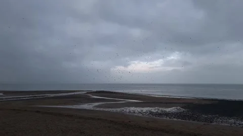 Crows at beach Stockbeeldmateriaal 145370802