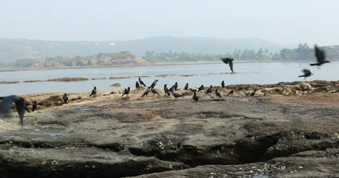 Crows on Beach Stone Stock Footage 320328720