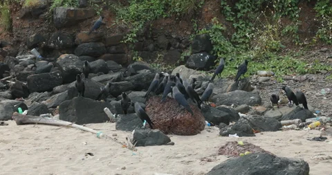 Crows on Beach Stone Stock Footage 320328888