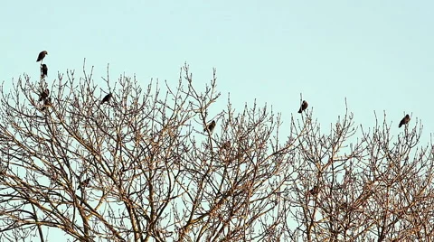 Crows, Birds Fly From Tree Top Stock Footage 45520810