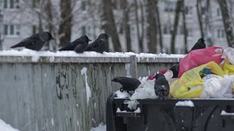 Crows birds observe snow-covered public waste container overflowing with Stock Footage 336246691