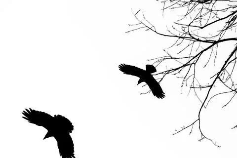 Crows in black and white Foto stock