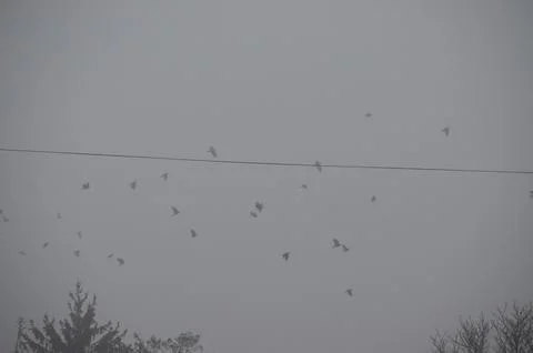 Crows with black feathers flying through the thick haze. Stock Photos
