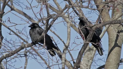 Crows on a branch Vidéo 1217177