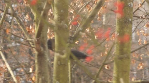 Crows on a branch 스톡 동영상 44100157