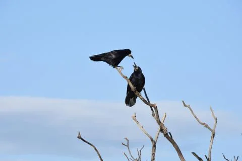 Crows on the branch Stock Photos