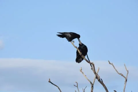 Crows on the branch Stock Photos