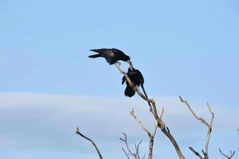 Crows on the branch Stock Photos