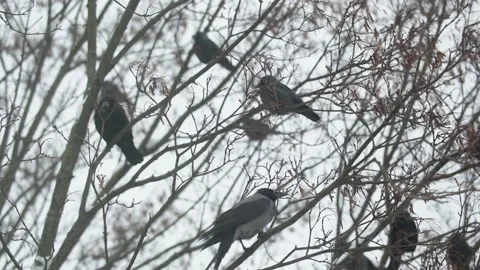 Crows on a branch in winter. birds sit on a tree branch during a heavy snowfall Stock Footage 228824582