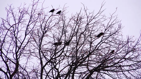 Crows on the branches in the dark day Stock Footage 90234410
