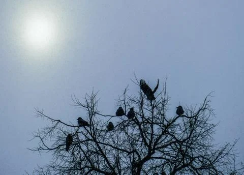 Crows on the branches of an oak in the winter forest Stock Photos