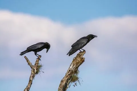 Crows on Branches Stock-Fotos