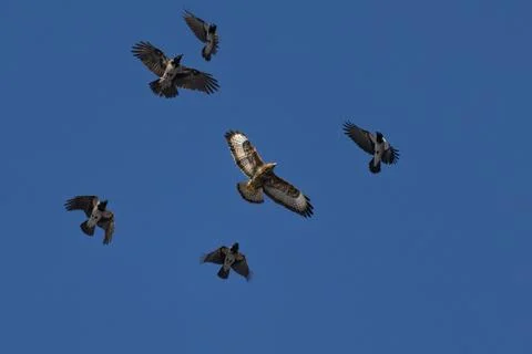 Crows chase the common buzzard Foto stock