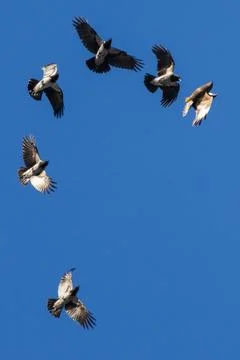 Crows chase the common buzzard Foto stock