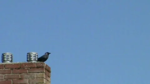 Crows on chimney Vídeos de archivo 401993