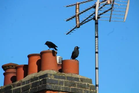 Crows on chimney pots Stock Photos