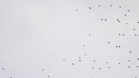 Crows circling overhead in the sky Particles like object Stock Footage 98491518