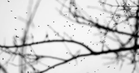 Crows circling overhead in the sky whirling into a hurricane 스톡 동영상 98499355