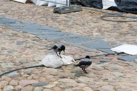Crows in the city Stock Photos