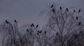 Crows closeup flying and sitting on tree while upcoming night HD Footage