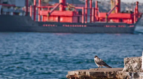 Crows in the Coast Stock Footage 29221697