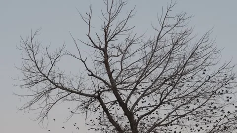 Crows coming and going to an old tree at dusk Vidéo 305931414
