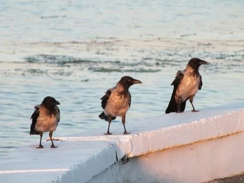 The crows' conference Stock Photos