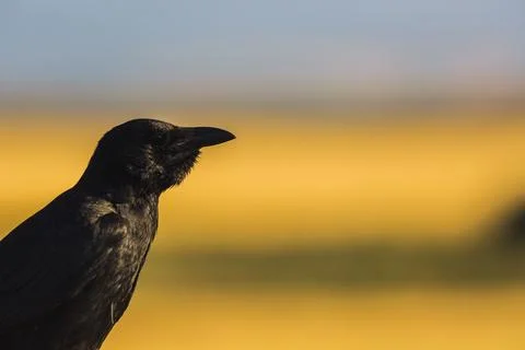 Crows (Corvus corax) in spring in Montgai, Lleida, Catalonia, Spain. Europe 스톡 사진