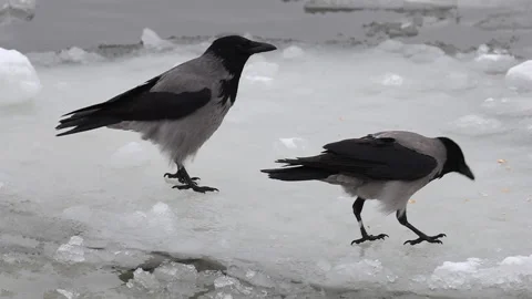 Crows croak Stock Footage 188204224