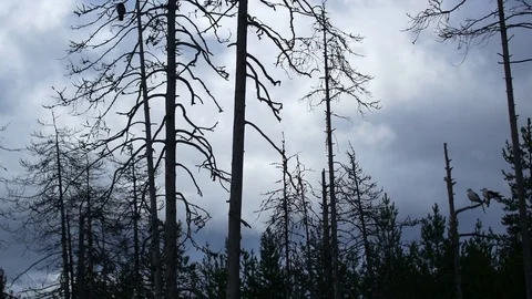 Crows on a dead tree in finland Stockbeeldmateriaal 70129896