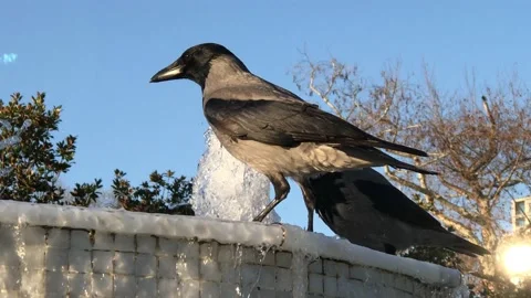 Crows drinking water from the pond Video stock 146099236