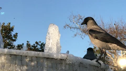 Crows drinking water from the pond Stock Footage 146100234