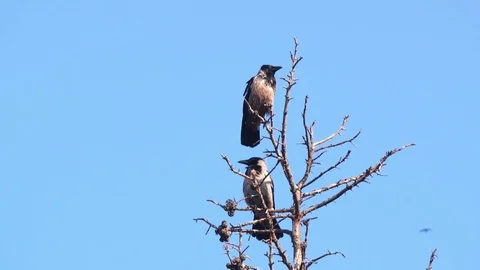 Crows on Dry Tree Video stock 84625981