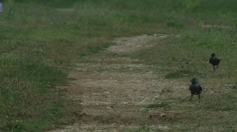 Crows [dusty road] _1 Stock Footage 41541854