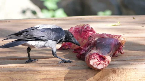 Crows eat meat Video stock 95535732