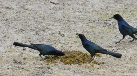 Crows Eating Cow Dung, 4K Stock Footage 59891844
