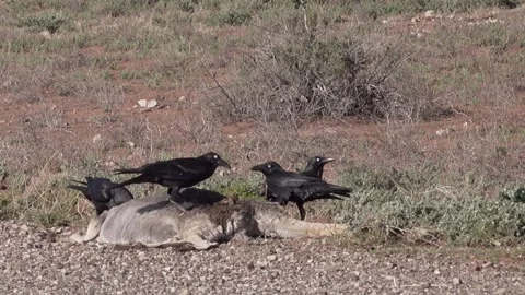 Crows eating dead kangaroo Stock Footage 143445914