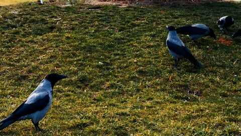 The crows eating 스톡 동영상 70784978