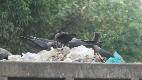 Crows eating garbage slow motion Stock Footage 113275343