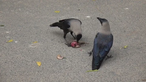 Crows eating rat 스톡 동영상 98847448