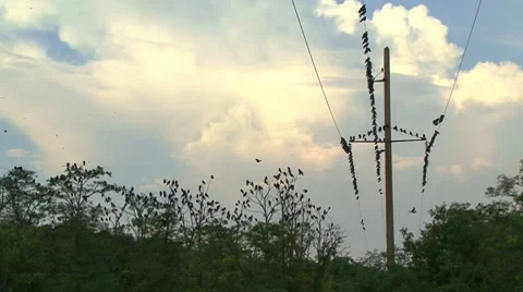 Crows on a Electricity Pylon Stockbeeldmateriaal 7737604