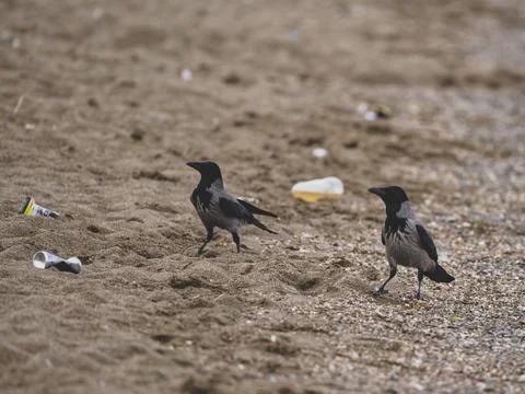 Crows feeding on the beach Stock Photos