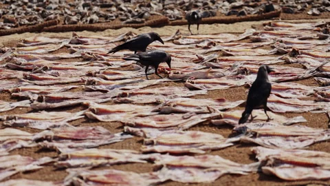Crows feeding on dried fish scattered on the ground at a traditional fish Stock Footage 335910465