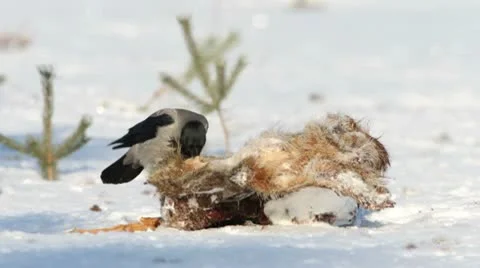 Crows feeding on wild boar carcass Stock Footage 10572898