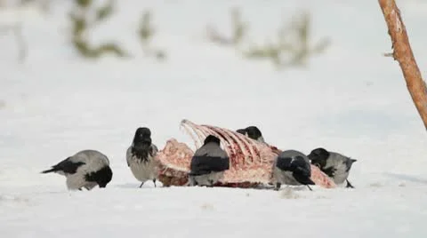 Crows feeding on a wild boar carcass Stock Footage 10573678