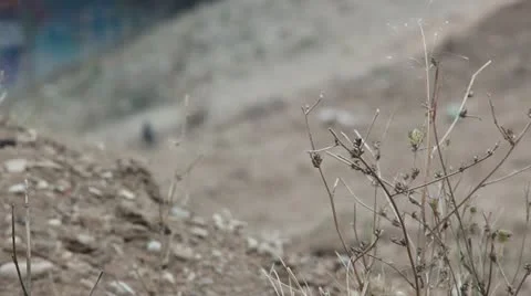 Crows in the field _1 Video stock 12382847