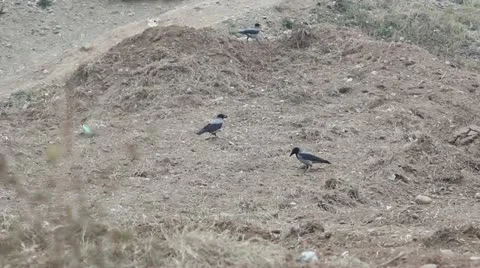 Crows in the field _2 Stock Footage 12383028