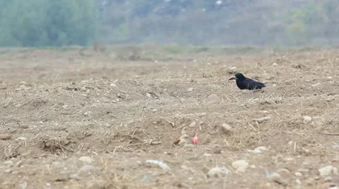 Crows in the field Stock Footage 12382638