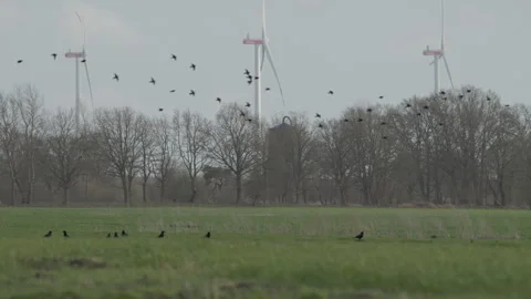 Crows on a field, starlings flying through, wind turbines behind. 4K 60fps. Stock Footage 333996540