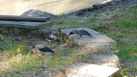 Crows fight over a nut 스톡 동영상 117859002